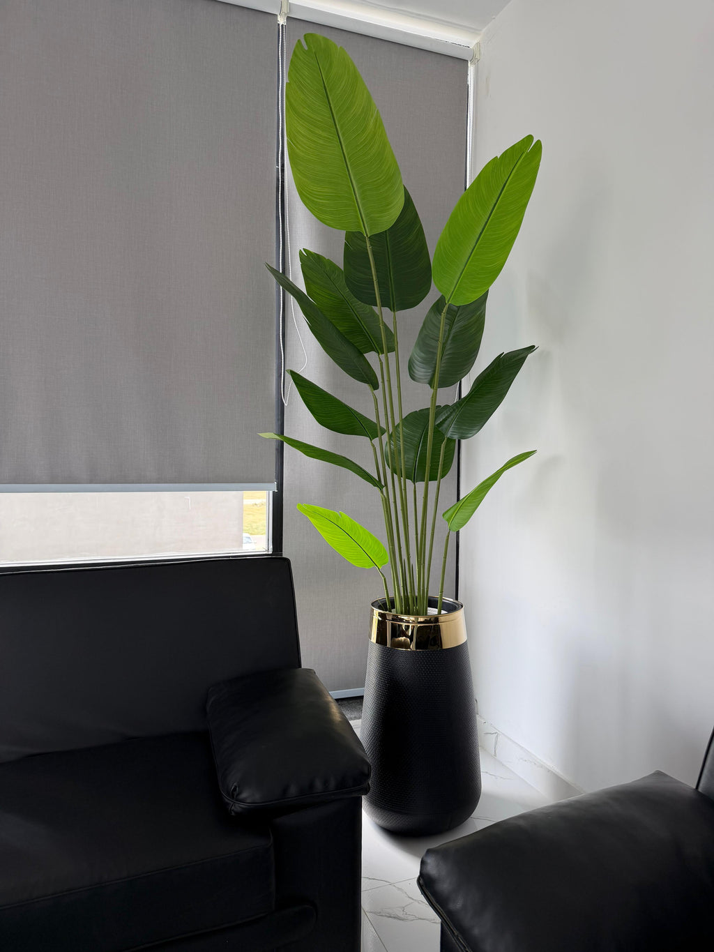 Tall Banana Palm with Fibre Planter
